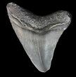 Bargain Megalodon Tooth - South Carolina #44563-1